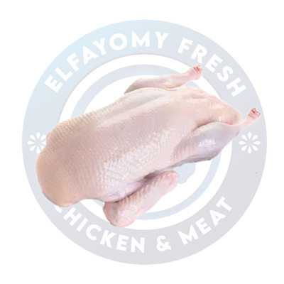 بط بلدي سادة