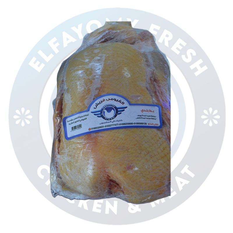 بط بلدي سادة